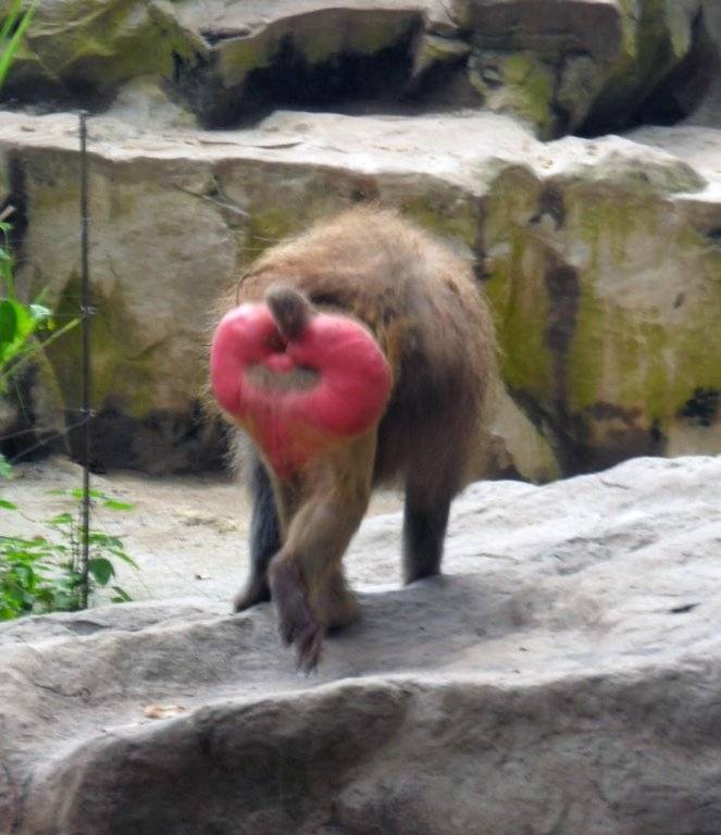 baboon-red-arse-singapore-zoo.JPG
