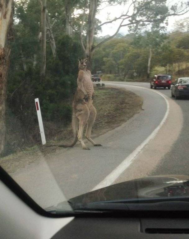 kangaroo-standing-on-the-side-of-the-road.jpg