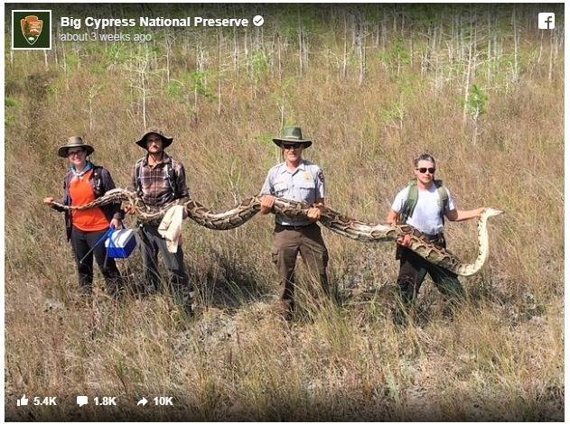 04-25-2019.17-Foot Python Found In Florida's Big Cypress National Preserve _ NPR.www.npr.org.jpg