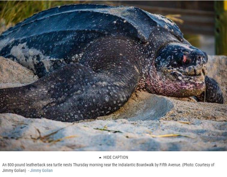 05-21-20.Massive 800-pound sea turtle nests on Florida beach.www.news-journalonline.com.jpg