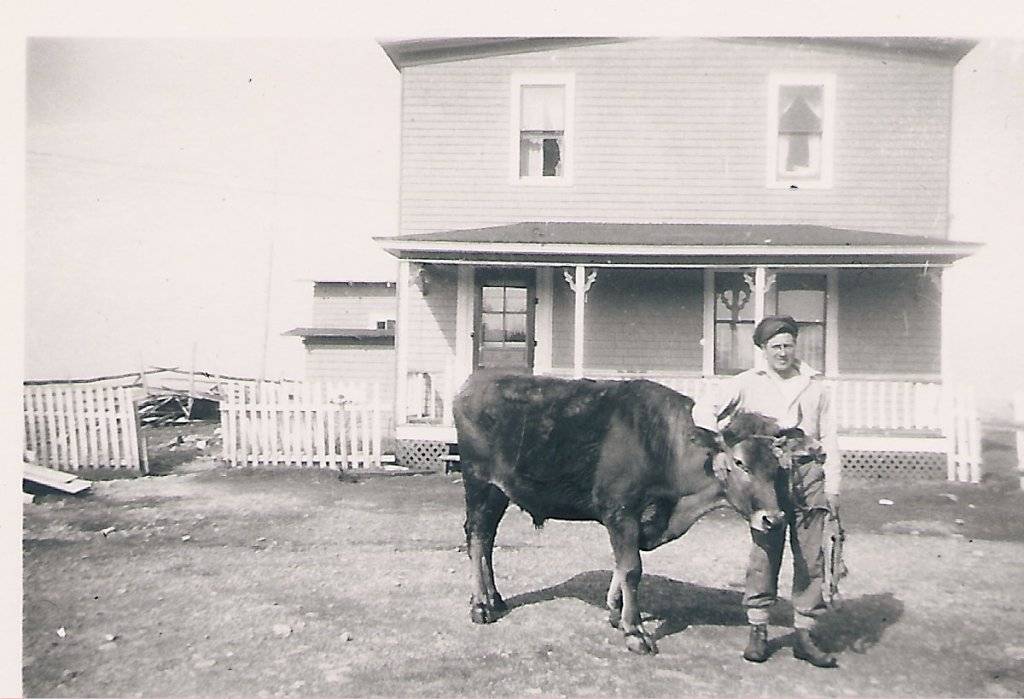 1948 Leslie Kent and ox, Pleasant Point.jpg