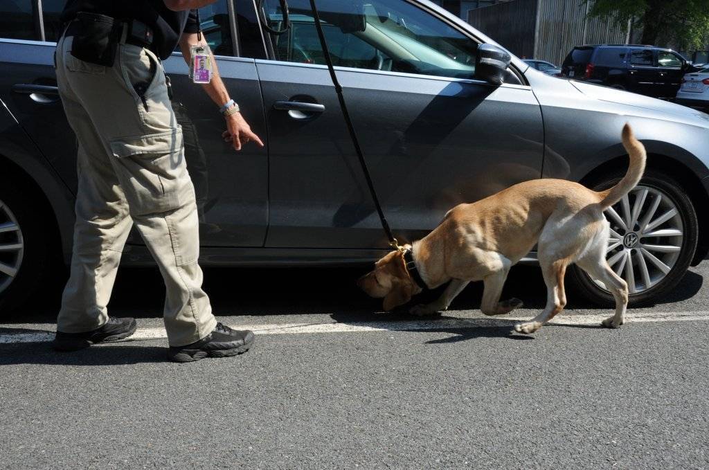 2012-tsa-k9-vehicle-inspection.JPG