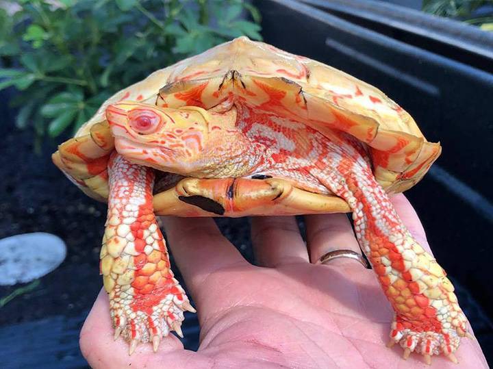 967do-albino-turtle-1.jpg