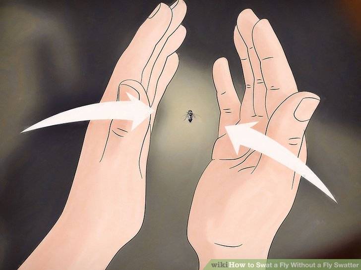 aid12964-v4-728px-Swat-a-Fly-Without-a-Fly-Swatter-Step-3-Version-2.jpg