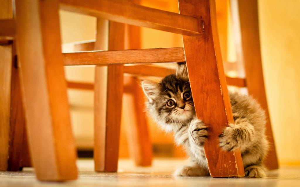 Animals___Cats_The_kitten_under_the_chair_090368_.jpg