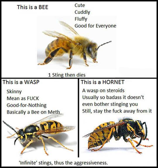 Bee-Wasp-And-Hornet.jpg