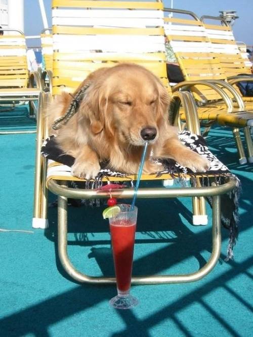boat-drink-dog.jpg