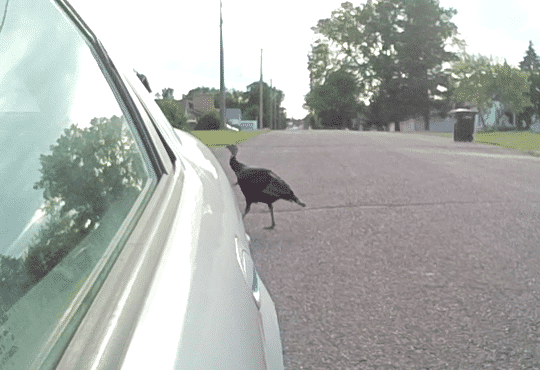 Capture - Wild Turkey Sebring.PNG