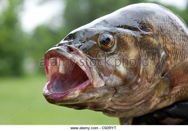 closeup-of-the-mouth-eyes-and-gills-of-large-mouth-bass-c92ryt.jpg