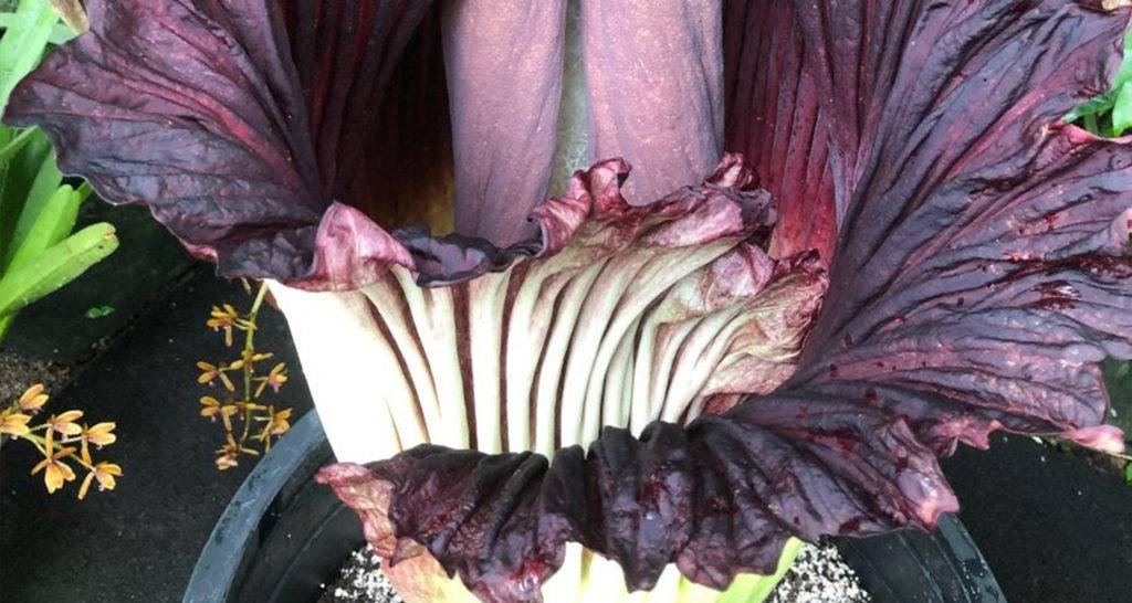 corpseflower2-1024x546.jpg