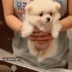 cute-gif-puppy-swimming-fluffy.gif