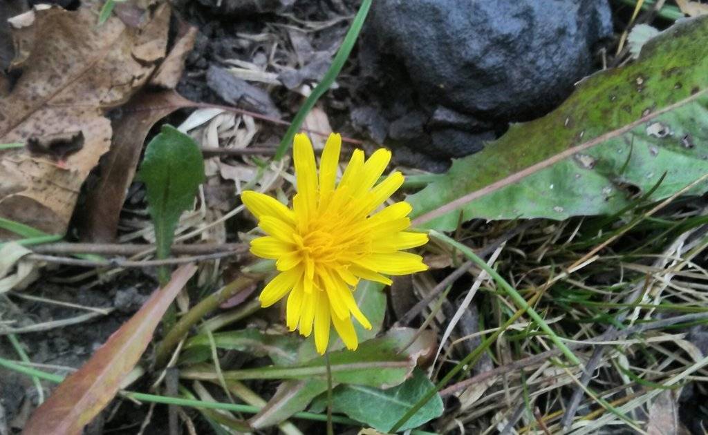 dandylion.jpg