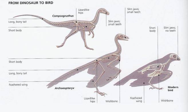 Dinosaur_to_Bird.JPG