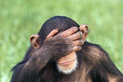 dlillc-chimpanzee-covering-eyes-with-hand_u-L-PZRXAD0.jpg