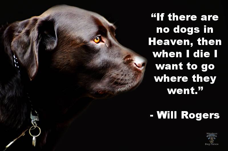 dog-quotes-dogs-in-heaven.jpg