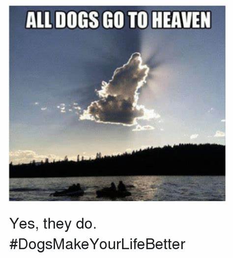 dogheaven.jpeg