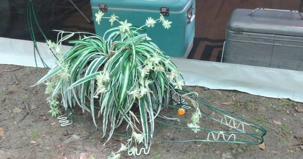 DSC03089 (Large).JPG