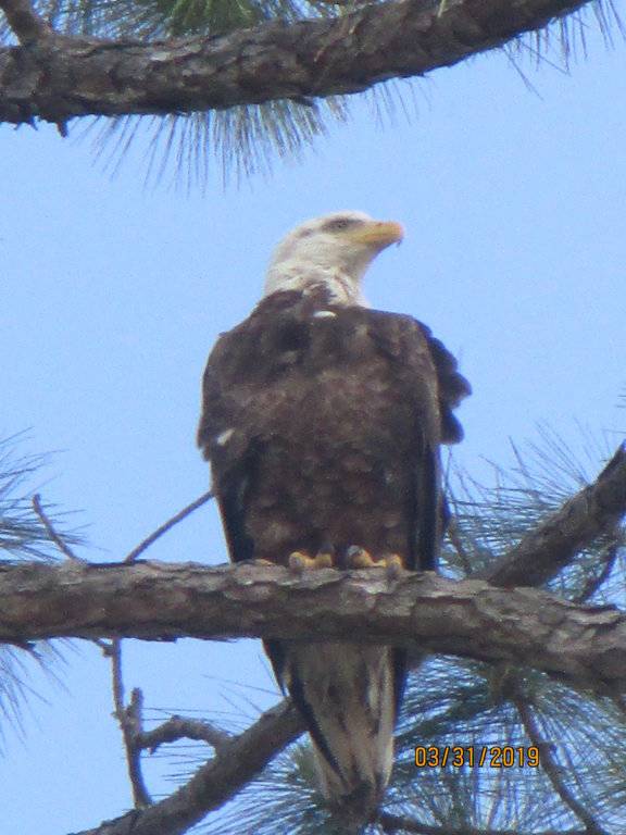 Eagle.JPG
