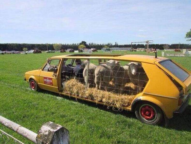 farming-sheep-cars-transport-custom-car.jpg