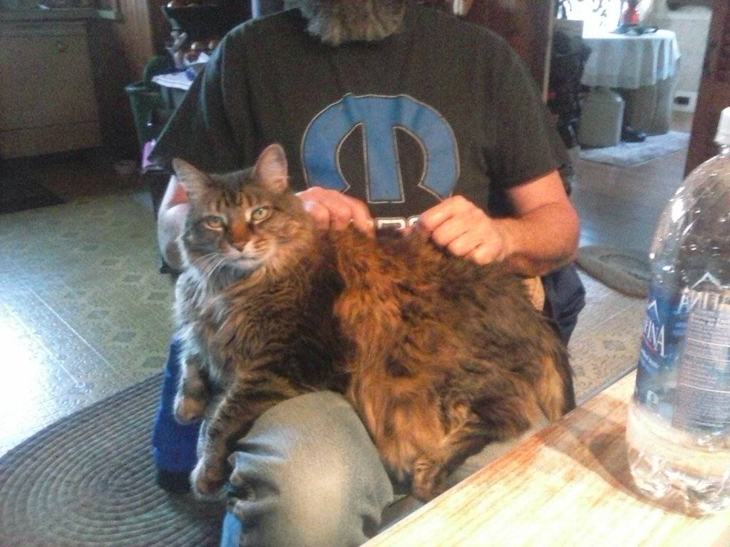 fat cat 1.jpg