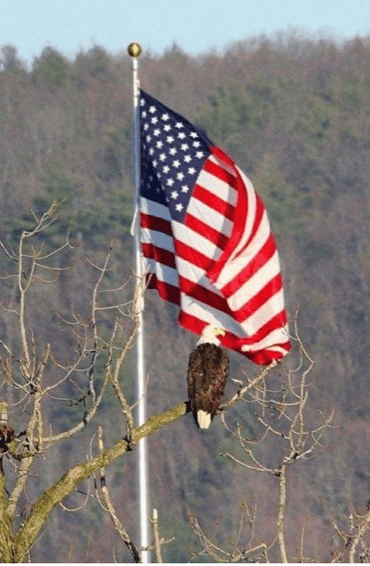 flag eagle.PNG
