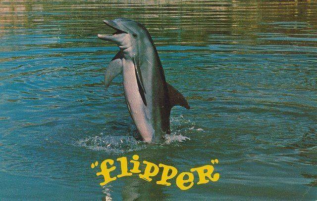 flipper2.jpg