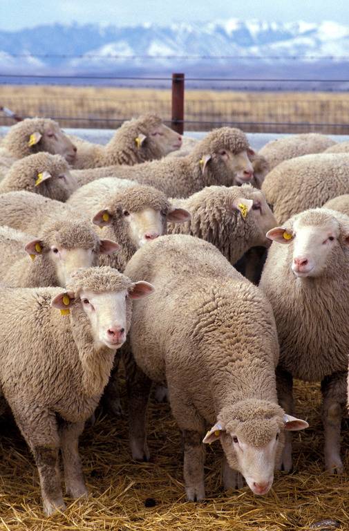 Flock_of_sheep.jpg