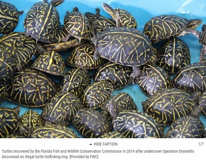 Florida officials are cracking down on turtle smugglers.jpg