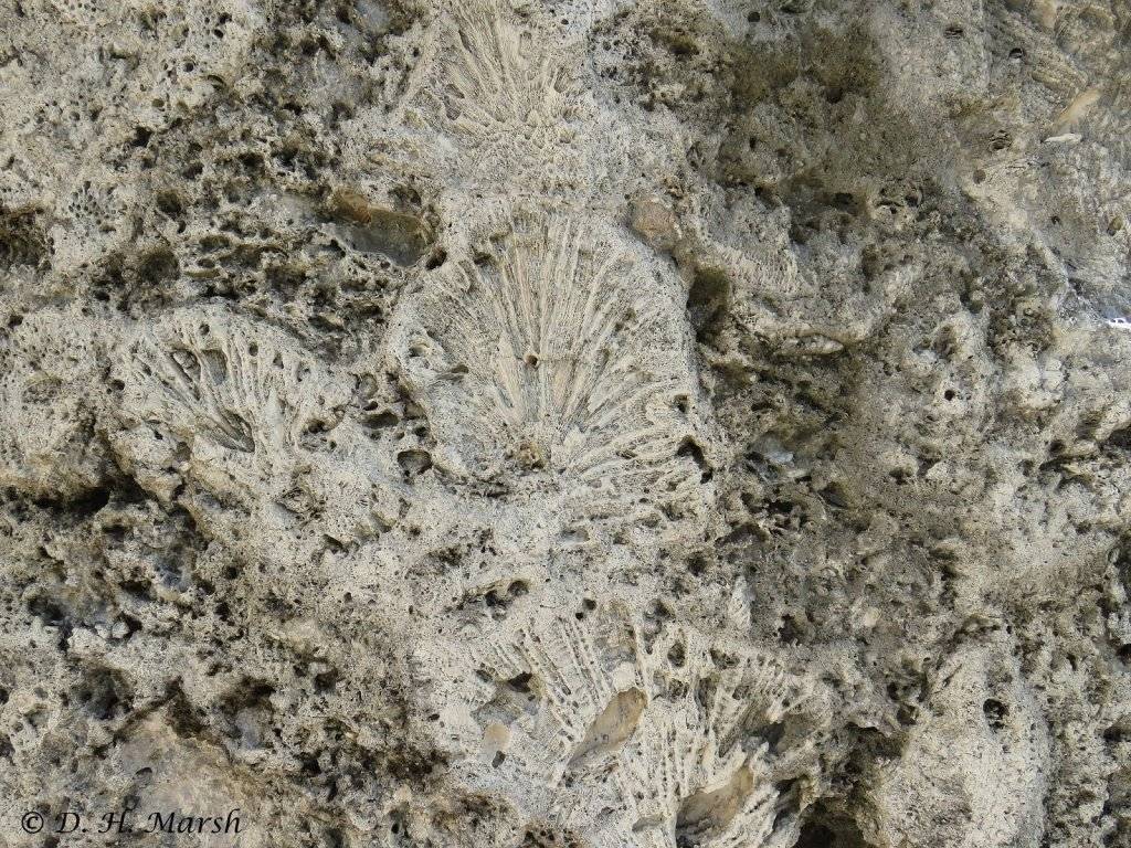 fossil wall.JPG