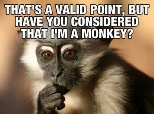 Funny-Monkey-Meme-hats-A-Valid-Point-Image.jpg