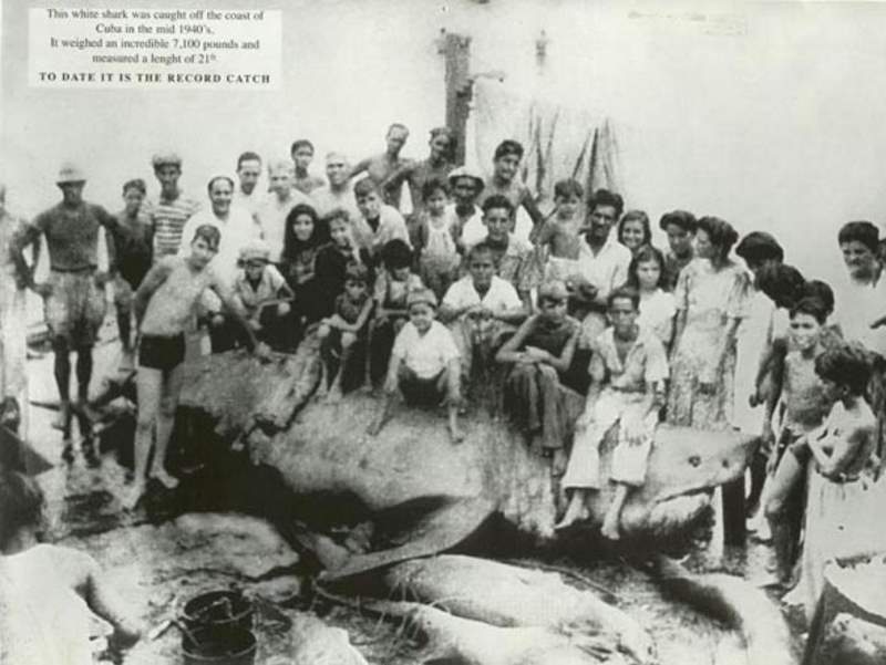 Great-White-Shark-1945-Cuba.jpg