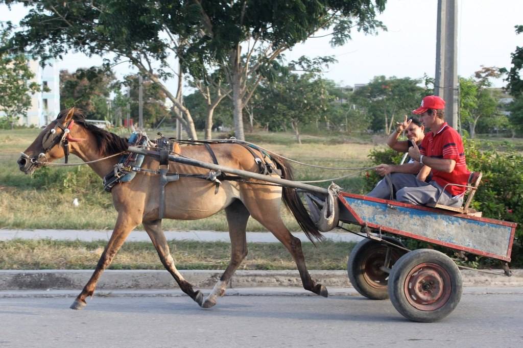 horse-cart.jpg