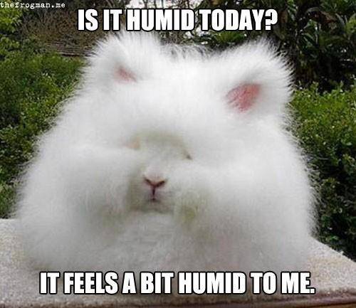 humid-bunny.jpg