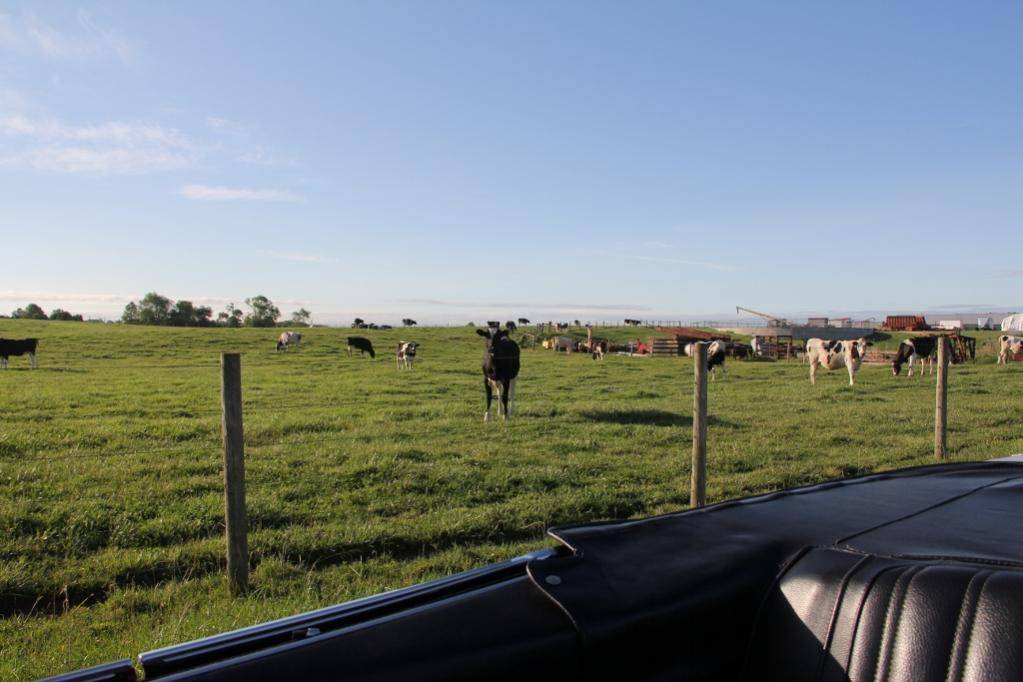 IMG_0927 (3) (1024x683).jpg