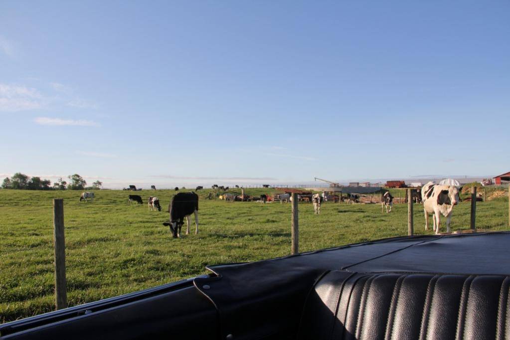 IMG_0928 (3) (1024x683).jpg