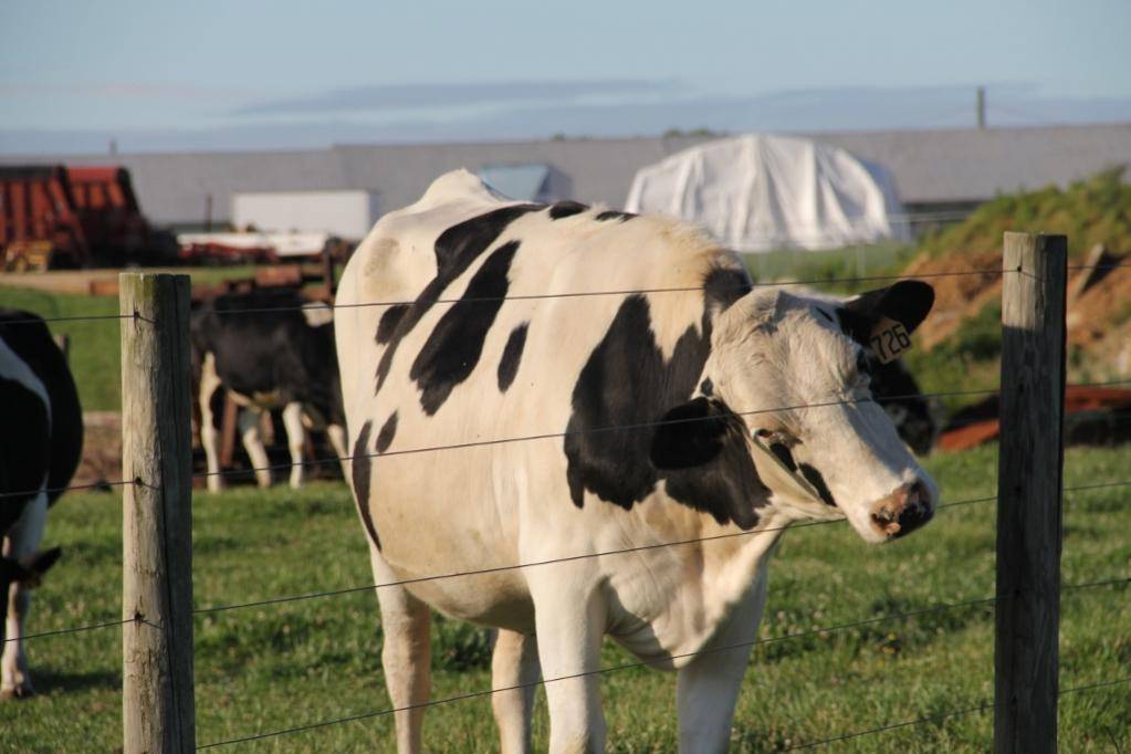 IMG_0929 (3) (1024x683).jpg