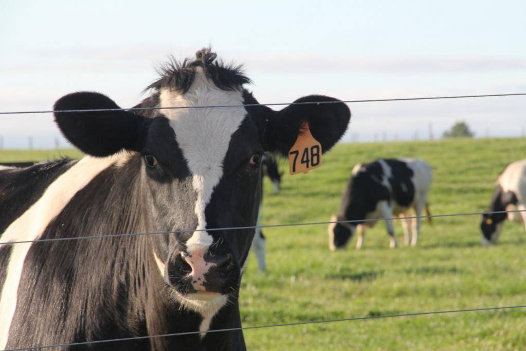 IMG_0930 (3) (1024x683).jpg