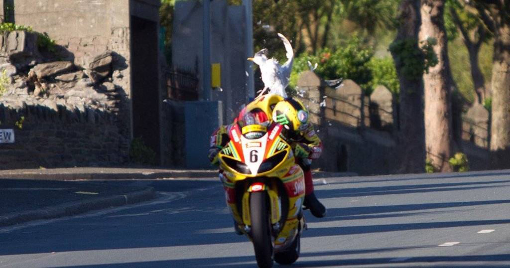 Isle of Man TT Ian Hutchinson 2012 he collided with a low flying gull at 170mph.jpg
