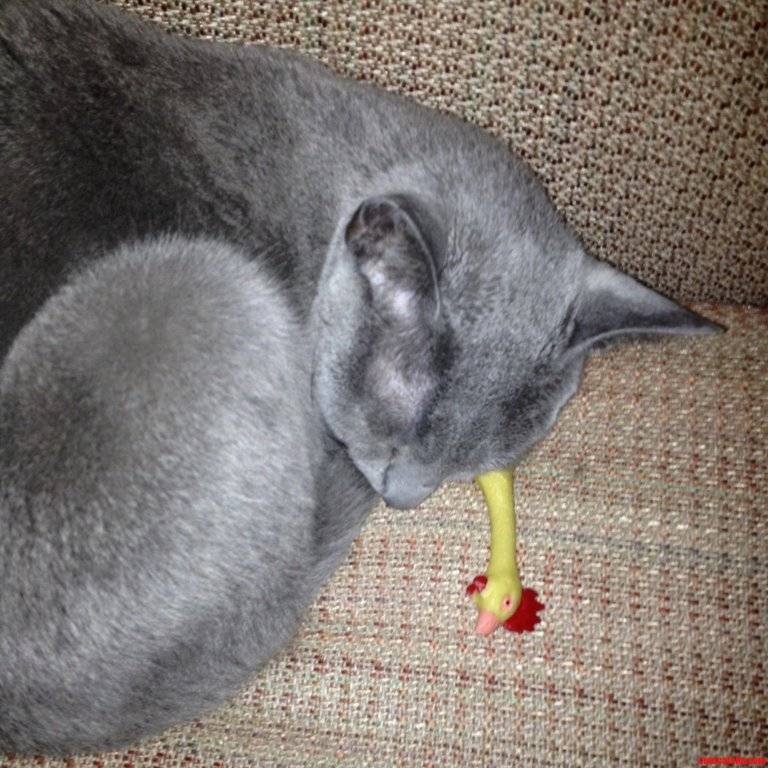 Napping-With-A-Rubber-Chicken.jpg
