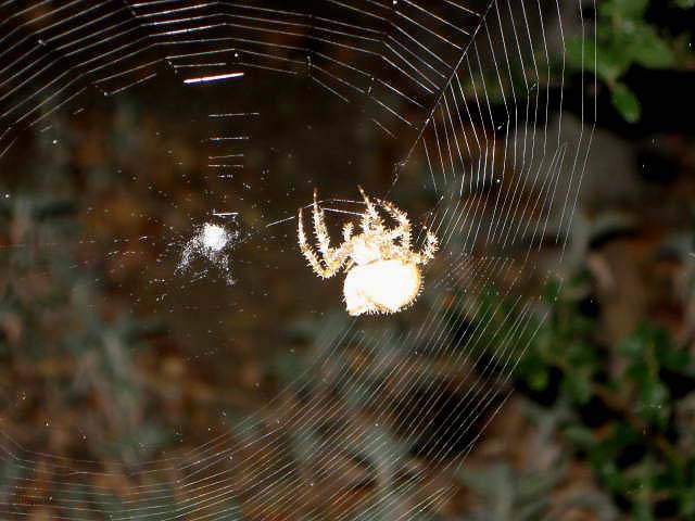 Orb_spider_001.JPG