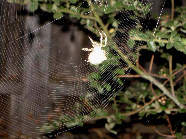 Orb_spider_002.JPG