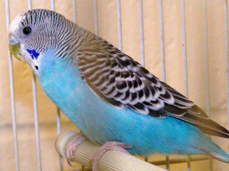 Parakeet_Blue.jpg
