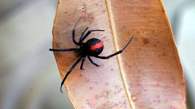 redback-spider.jpg