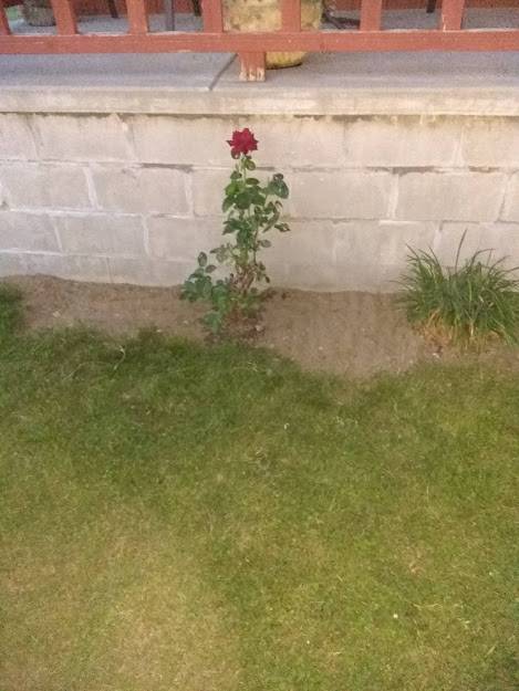 rose bush.jpg