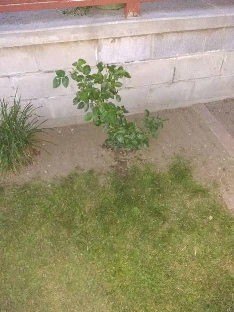 rose bush2.jpg