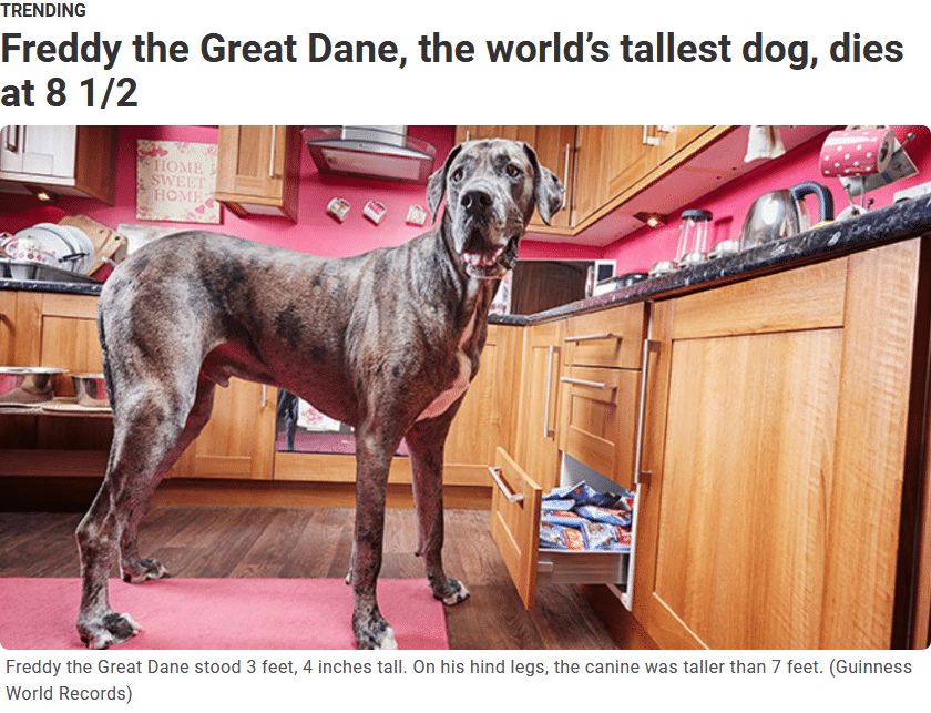Screenshot_2021-02-04 Freddy the Great Dane, the world’s tallest dog, dies at 8 1 2.png