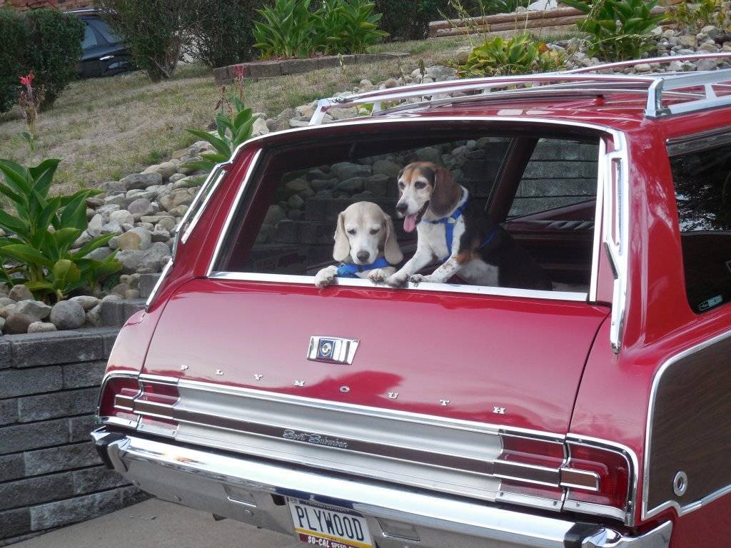sept22dogsinwagon 012.JPG