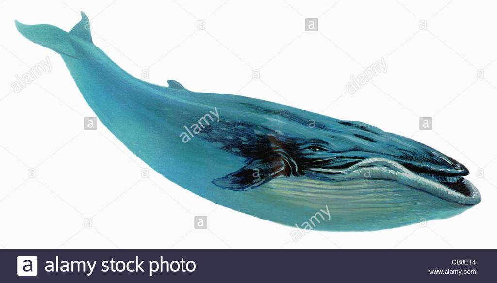 series-fish-blue-whale-whales-fish-fish-pisces-CB8ET4.jpg