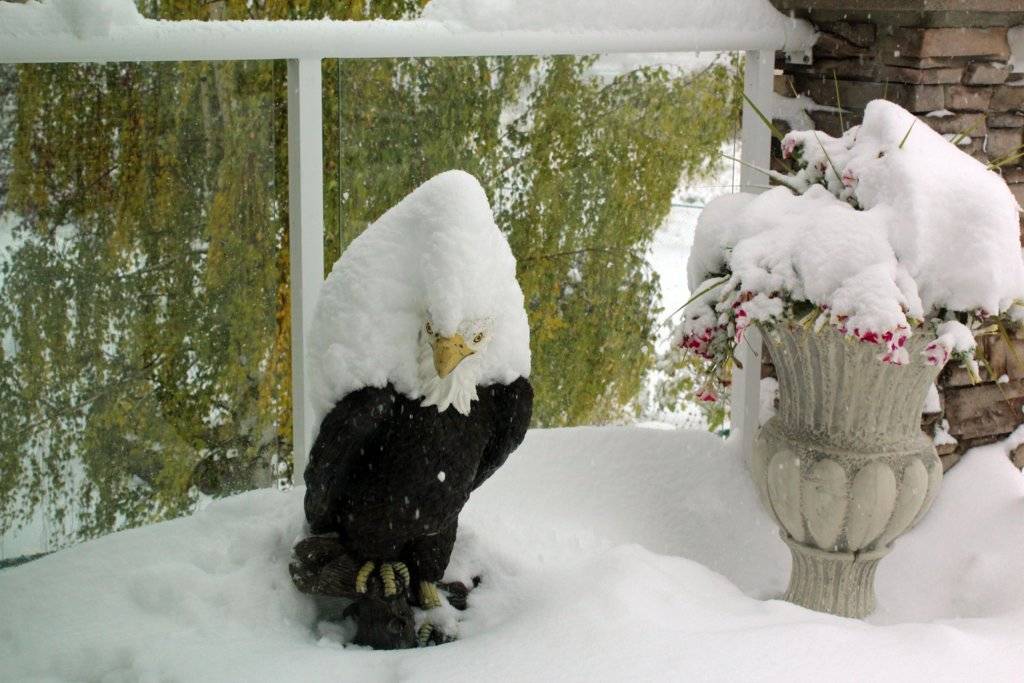 Snow Eagle.JPG