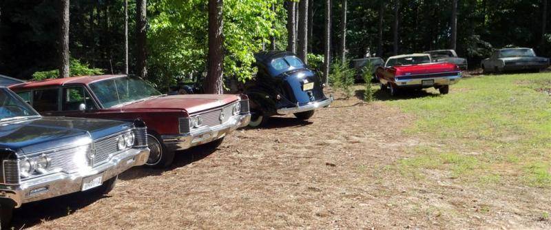 soddy daisy (Large).jpg